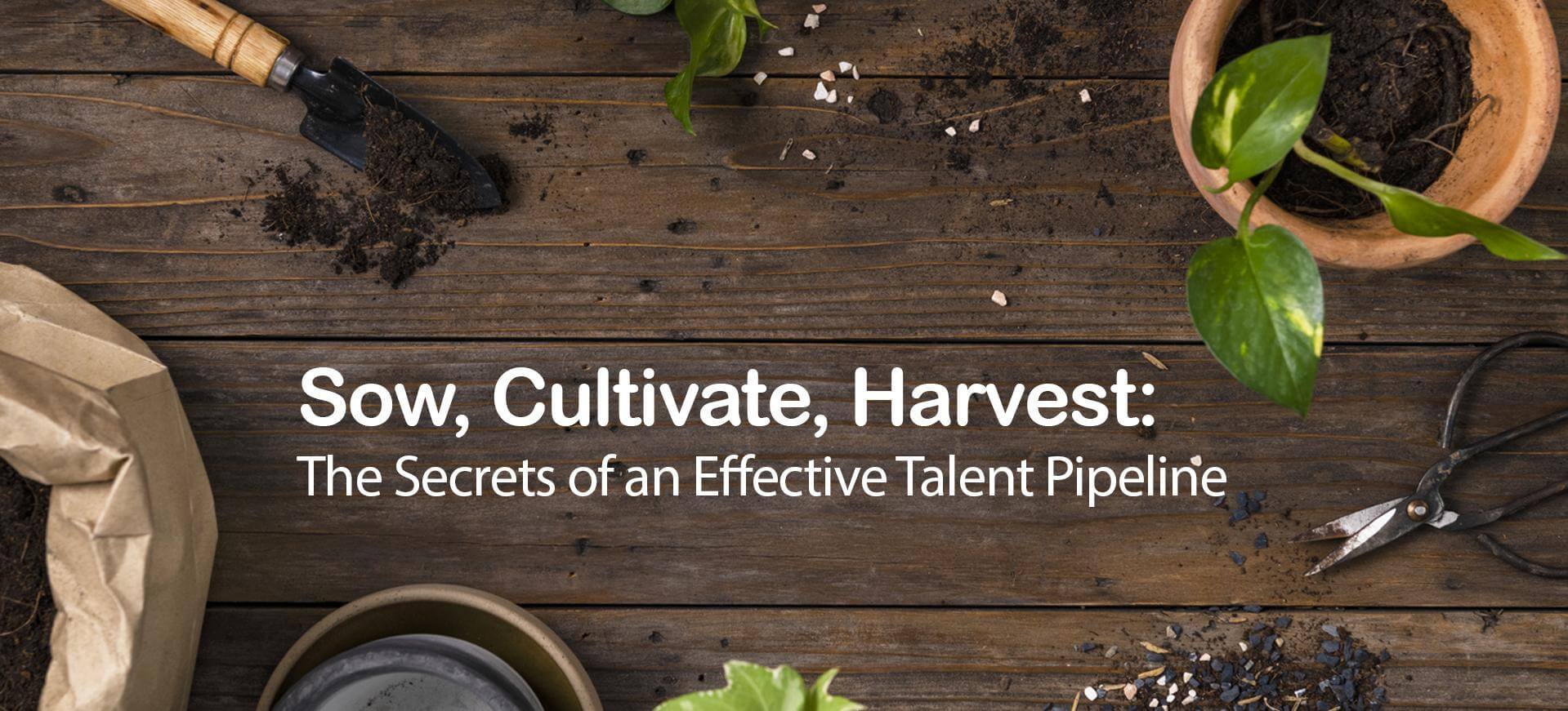 Sow, Cultivate, Harvest: The Secrets of an Effective Talent Pipeline